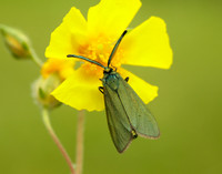 54.003 BF164 Cistus Forester Adscita geryon