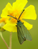 54.003 BF164 Cistus Forester Adscita geryon