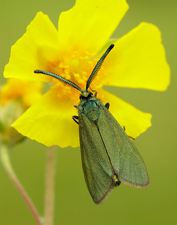 54.003 BF164 Cistus Forester Adscita geryon