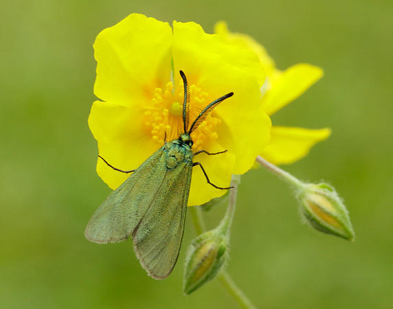 54.003 BF164 Cistus Forester Adscita geryon