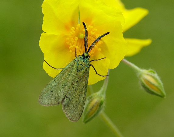 54.003 BF164 Cistus Forester Adscita geryon