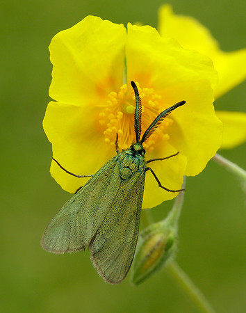 54.003 BF164 Cistus Forester Adscita geryon