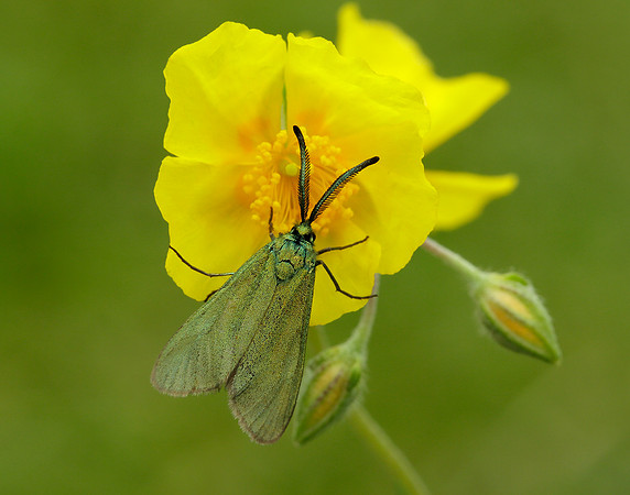 54.003 BF164 Cistus Forester Adscita geryon