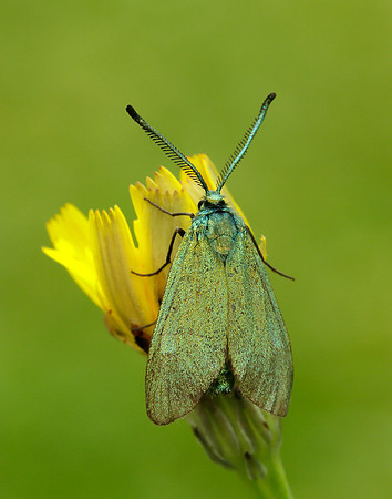 54.003 BF164 Cistus Forester Adscita geryon