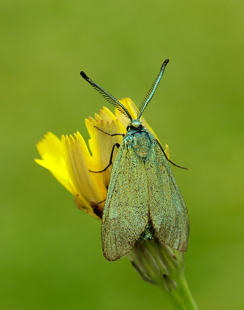 54.003 BF164 Cistus Forester Adscita geryon