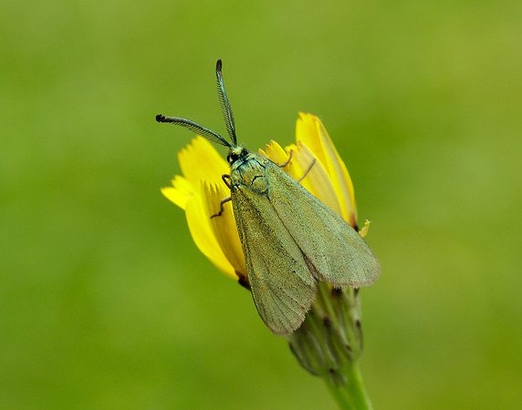 54.003 BF164 Cistus Forester Adscita geryon