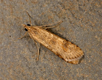 63.052 BF1398 Rush Veneer Nomophila noctuella