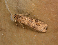 63.052 BF1398 Rush Veneer Nomophila noctuella