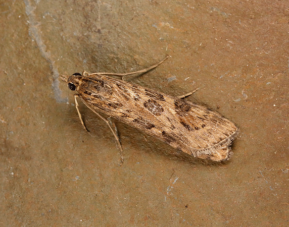 63.052 BF1398 Rush Veneer Nomophila noctuella