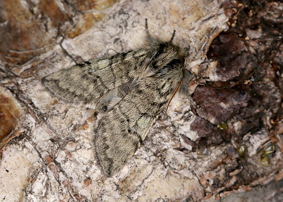65.016 BF1659 Yellow Horned Achlya flavicornis