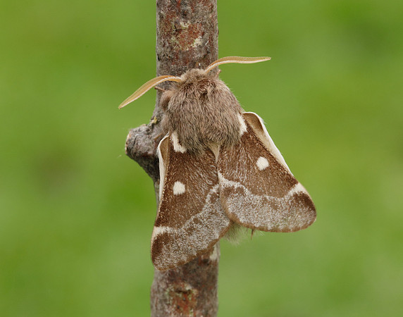 66.005 BF1633 Small Eggar Eriogaster lanestris