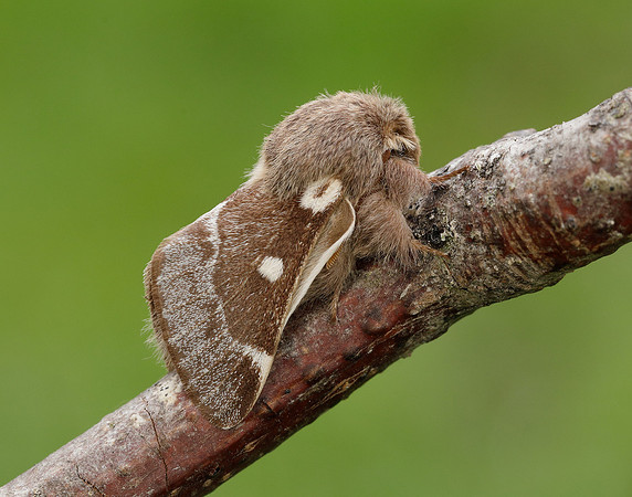 66.005 BF1633 Small Eggar Eriogaster lanestris
