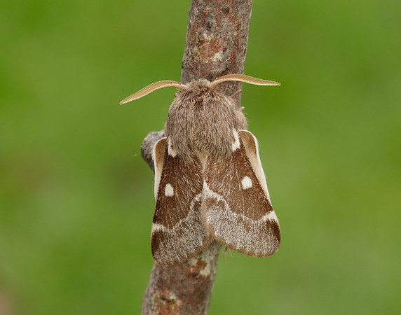 66.005 BF1633 Small Eggar Eriogaster lanestris