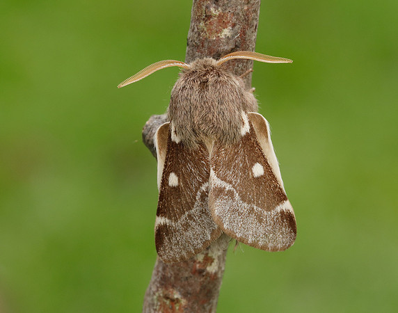 66.005 BF1633 Small Eggar Eriogaster lanestris
