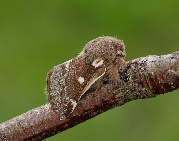 66.005 BF1633 Small Eggar Eriogaster lanestris