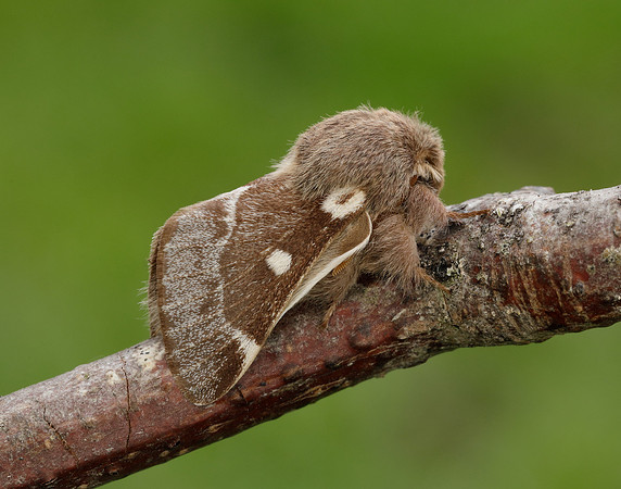 66.005 BF1633 Small Eggar Eriogaster lanestris