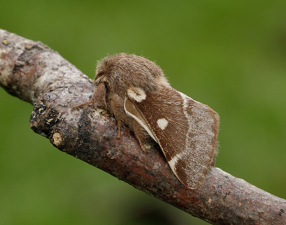 66.005 BF1633 Small Eggar Eriogaster lanestris
