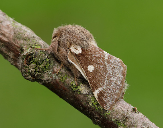 66.005 BF1633 Small Eggar Eriogaster lanestris