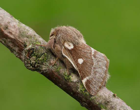 66.005 BF1633 Small Eggar Eriogaster lanestris