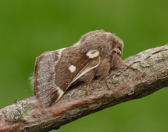 66.005 BF1633 Small Eggar Eriogaster lanestris