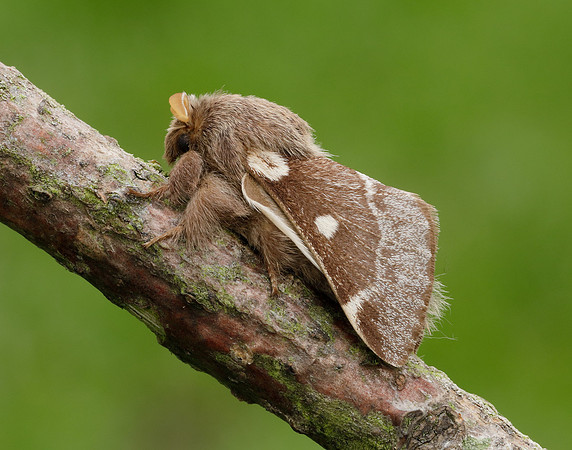 66.005 BF1633 Small Eggar Eriogaster lanestris