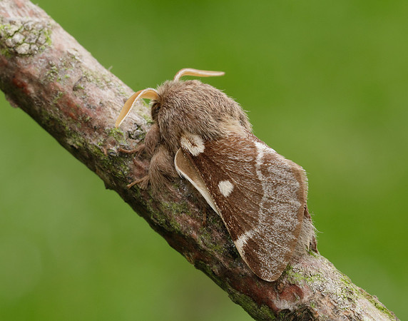 66.005 BF1633 Small Eggar Eriogaster lanestris
