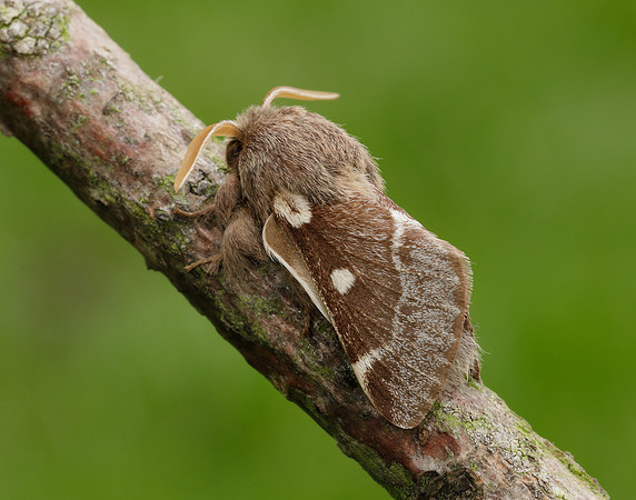 66.005 BF1633 Small Eggar Eriogaster lanestris
