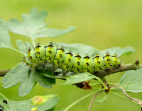 68.001 BF1643 Emperor Moth Saturnia pavonia