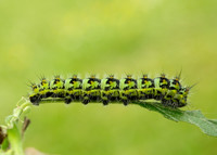 68.001 BF1643 Emperor Moth Saturnia pavonia