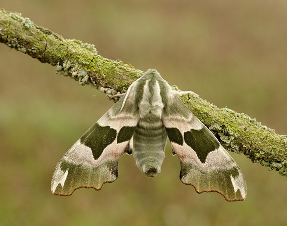 69.001 BF1979 Lime Hawk-moth Mimas tiliae