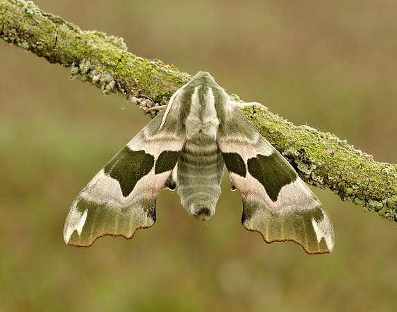69.001 BF1979 Lime Hawk-moth Mimas tiliae