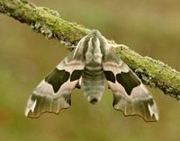 69.001 BF1979 Lime Hawk-moth Mimas tiliae