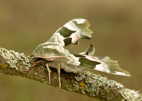 69.001 BF1979 Lime Hawk-moth Mimas tiliae