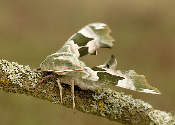 69.001 BF1979 Lime Hawk-moth Mimas tiliae