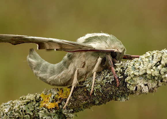 69.001 BF1979 Lime Hawk-moth Mimas tiliae