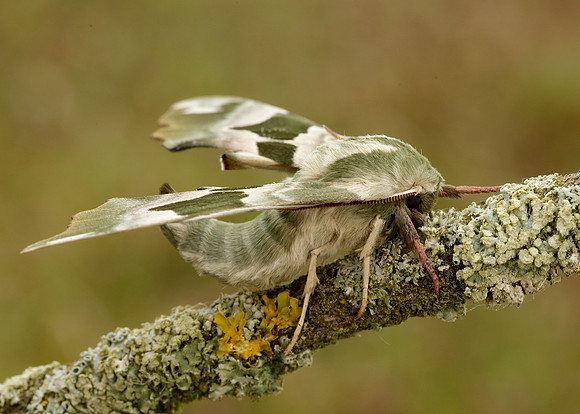 69.001 BF1979 Lime Hawk-moth Mimas tiliae