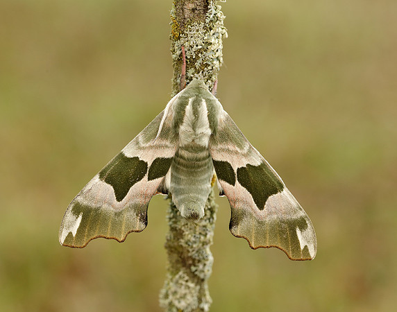 69.001 BF1979 Lime Hawk-moth Mimas tiliae