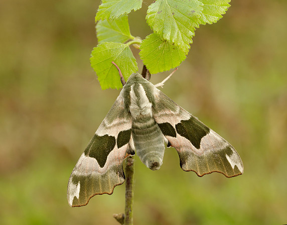 69.001 BF1979 Lime Hawk-moth Mimas tiliae