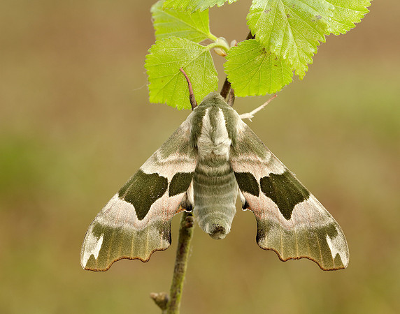 69.001 BF1979 Lime Hawk-moth Mimas tiliae