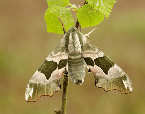 69.001 BF1979 Lime Hawk-moth Mimas tiliae