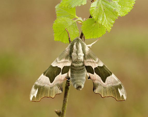 69.001 BF1979 Lime Hawk-moth Mimas tiliae