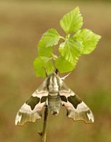 69.001 BF1979 Lime Hawk-moth Mimas tiliae