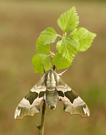 69.001 BF1979 Lime Hawk-moth Mimas tiliae