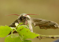 69.001 BF1979 Lime Hawk-moth Mimas tiliae