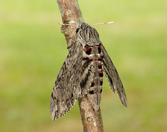 69.004 BF1972 Convolvulus Hawk-moth Agrius convolvuli