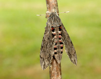 69.004 BF1972 Convolvulus Hawk-moth Agrius convolvuli