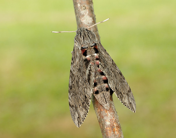 69.004 BF1972 Convolvulus Hawk-moth Agrius convolvuli