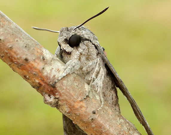 69.004 BF1972 Convolvulus Hawk-moth Agrius convolvuli