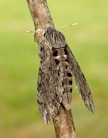 69.004 BF1972 Convolvulus Hawk-moth Agrius convolvuli