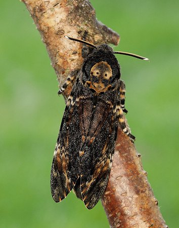 69.005 BF1973 Death's-head Hawk-moth Acherontia atropos